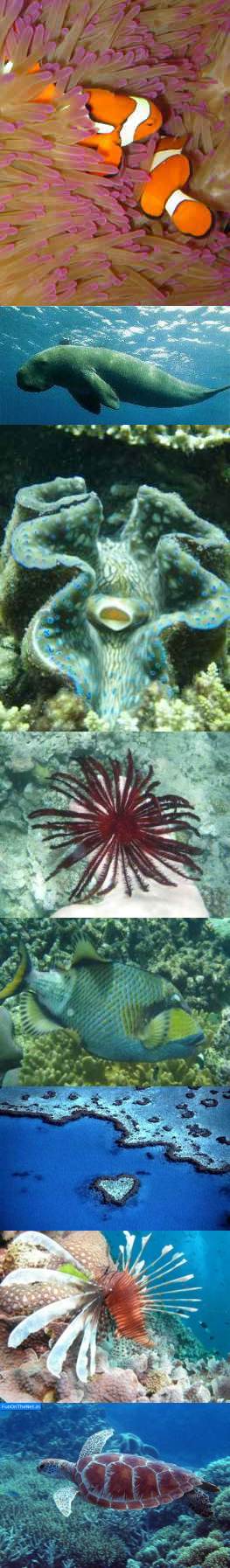 Great Barrier Reef Creatures