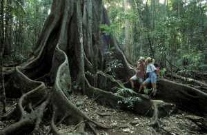 Buttress Roots of Fig Tree Bushwalking in Rainforest
